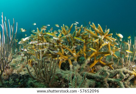 Spotted Goatfish, Tomtate Grunts, and Bluehead Wrasse all take shelter in a small stand of Staghorn Coral(Acropora cervicornis) an endangered species picture taken in Broward County, Florida.