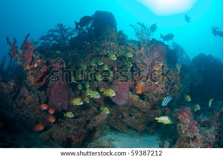 Fish facing into a strong current near a reef ledge.  Picture taken in Broward County, Florida.