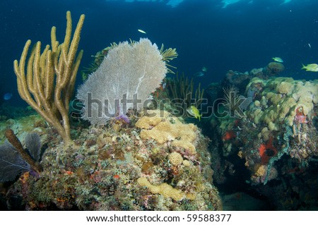 Crevice in the reef ledge occupied by fish.  Picture taken in Broward County, Florida.