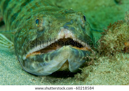 Sand Diver(Synodus intermedius) with a damaged upper lip picture taken in Broward County, Florida.