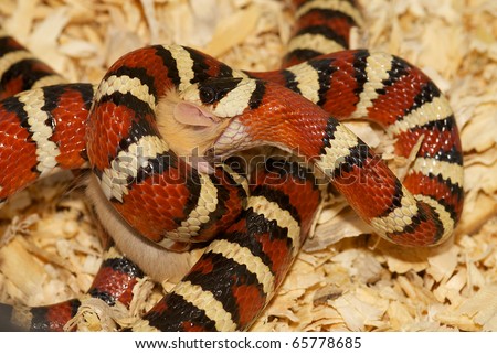 Arizona Mountain King Snake-Lampropeltic pyromelana, swallowing a mouse.