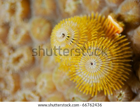 Christmas Tree Worm, picture taken in Broward County Florida.