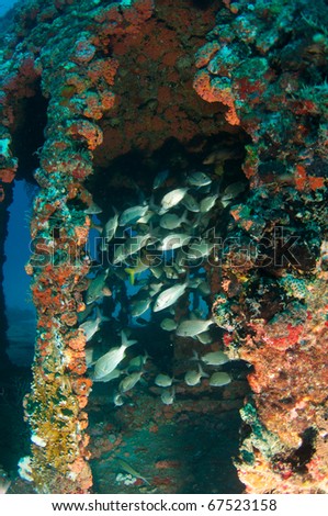 Tomtate Grunts congregating inside an artificial reef.  Artificial reef was made by sinking an old United States Coast Guard Cutter. Name of the artificial reef is the \