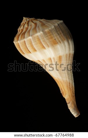 Lightning Whelk Shell