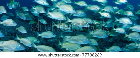 Banner View of a school of White Grunts.