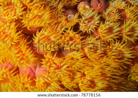 Orange Cup Coral swaying in a strong current.
