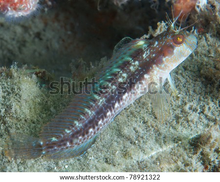 A Seaweed Blenny perched on its pectoral fins.