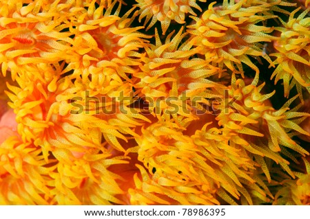 Orange Cup Coral swaying in a strong current.