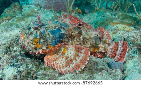 Spotted Scorpion Fish on a Coral Reef.