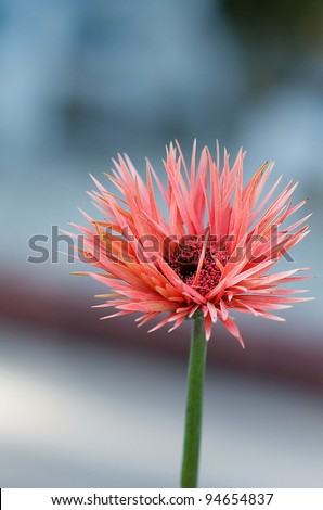 Red Daisy Like Flower Taken With Bokeh Effect