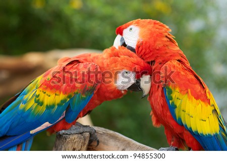 Two Macaws Preening Each Others head feathers