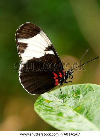 Piano Key Butterfly Perched on a wet leaf