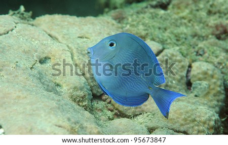 Blue Tang swimming over a coral reef