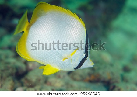 Spotfin Butterfly swimming under a coral outcropping.