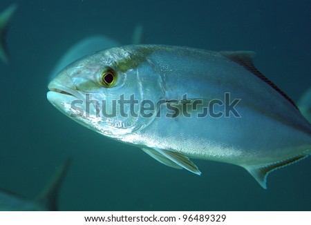 Greater Amberjack fish swimming in open water.