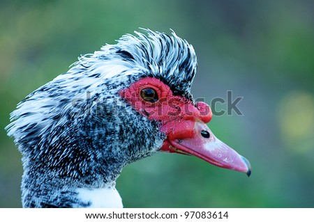 A Muscovy Duck Head Shot with head feathers extened.