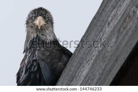 A Bald Eagle looks straight into the camera