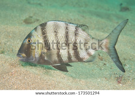 Solitary fish on a sandy bottom in south Florida
