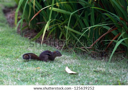 squirrel in a garden