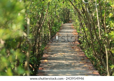 walk way in mangrove forest, other name is inter tidal forest