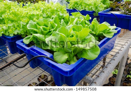 HYDROPONIC vegetables grown in blue plastic containers.