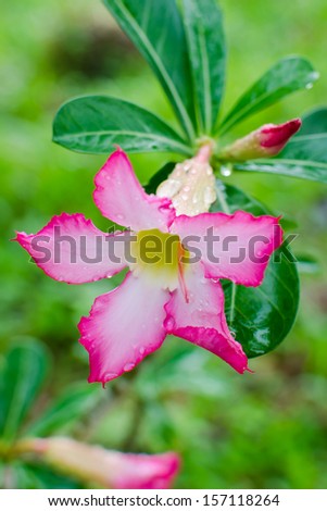 Floral background. Tropical flower Pink Adenium. Desert rose.