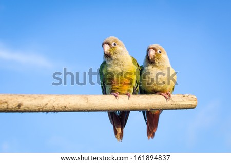 squab Sun Conure Parrot,native bird to northeastern South America.