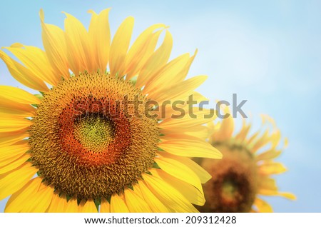 sunflower is concept. The current must be better than the past.
