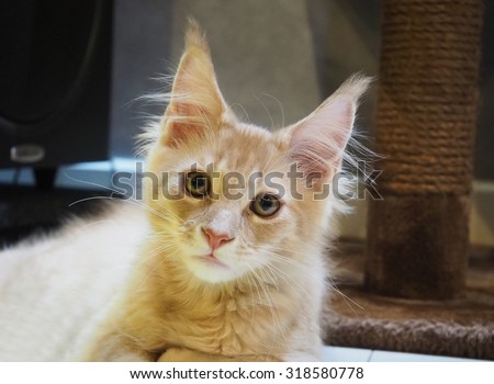 Animal Cat, Little brown kitten portrait up isolated , Close up  Maine coon, 4 month old  looking at camera , Main Coon Cat