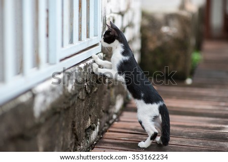 Curious Cat, A cat stand on two leg to look from embrasure wooden white wall. Select focus at a cat and blurred foreground & background