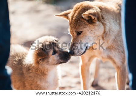 Animal : A mixed Shepherd breed dog mother and her puppy touching noses. relationship between mother and child take a look to each other. blurred image of moment in natural light