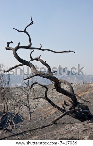 A burnt tree after the 2007 California wildfires in Orange County