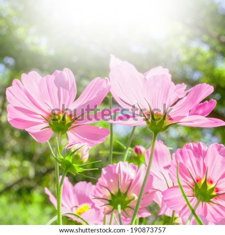 Beautiful pink flowers  background