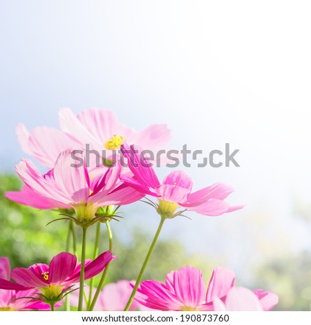 Beautiful pink flowers  background