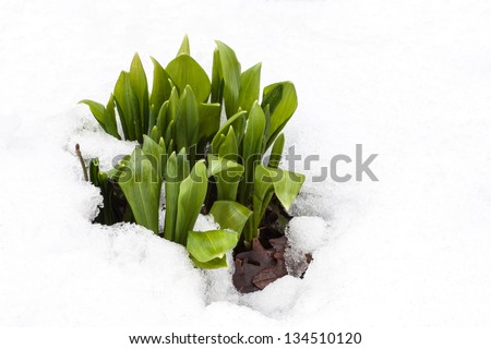 spring green Ramsons snow-bound
