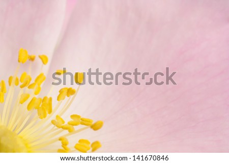 close up flower sticks wild rose