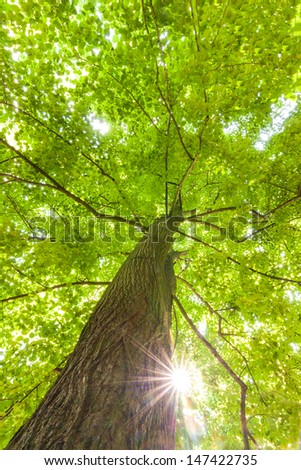 rays of the sun in the crown of deciduous tree