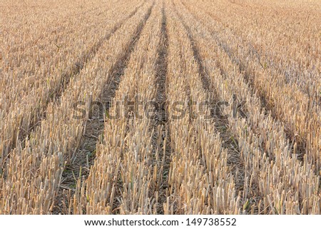 lines of wheat field - stubble