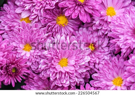 beautiful colorful flowers purple chrysanthemums