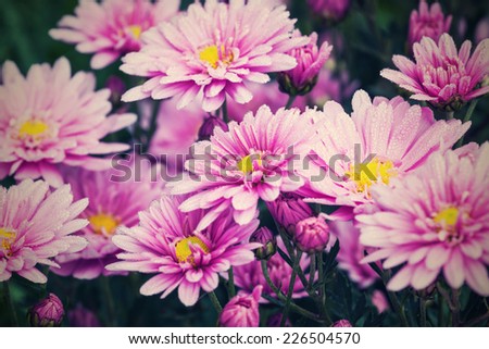 beautiful vintage  flowers purple chrysanthemums