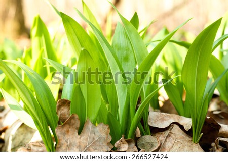 green leaves of spring wild garlic