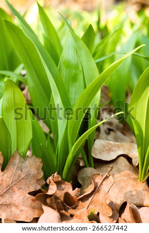 green leaves of spring wild garlic