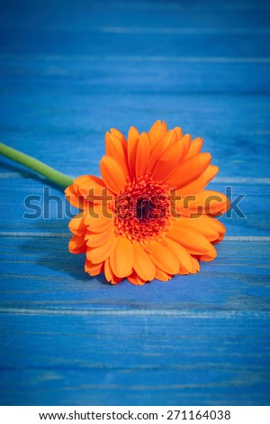 orange flowers on a blue wooden background