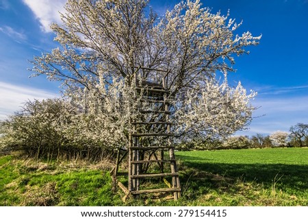 high hunting seat on a blossoming tree