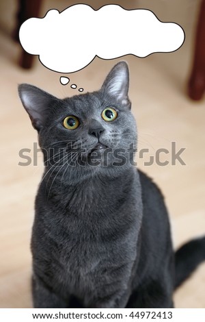 confused russian blue cat