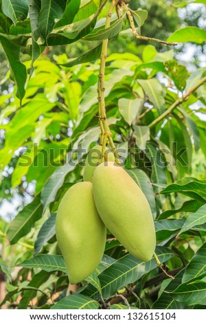 A mango tree with full of fruits