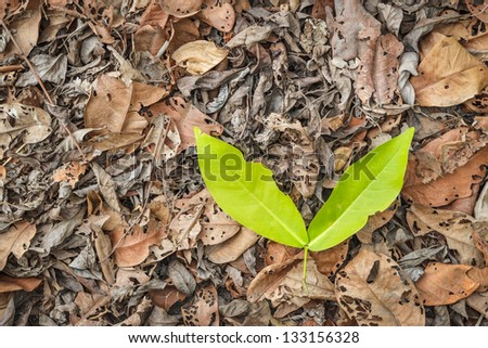 A lot of brown and grey dry leaves and fresh leaf lying on the ground