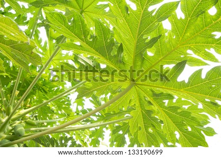 Papaya leaves on isoleted white background
