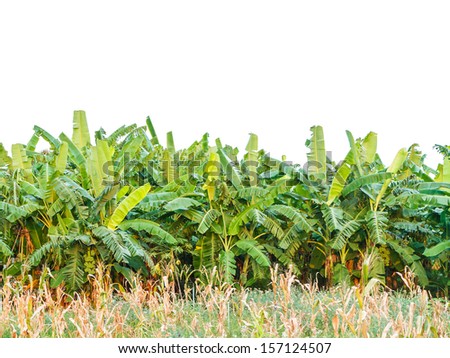 Green banana tree leafs isolated on white