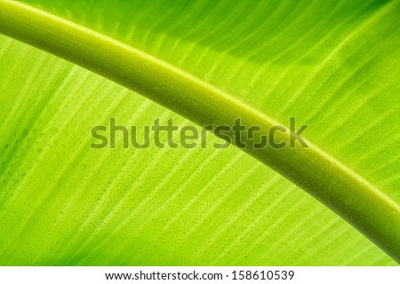 fresh leaf banana tree with water drop